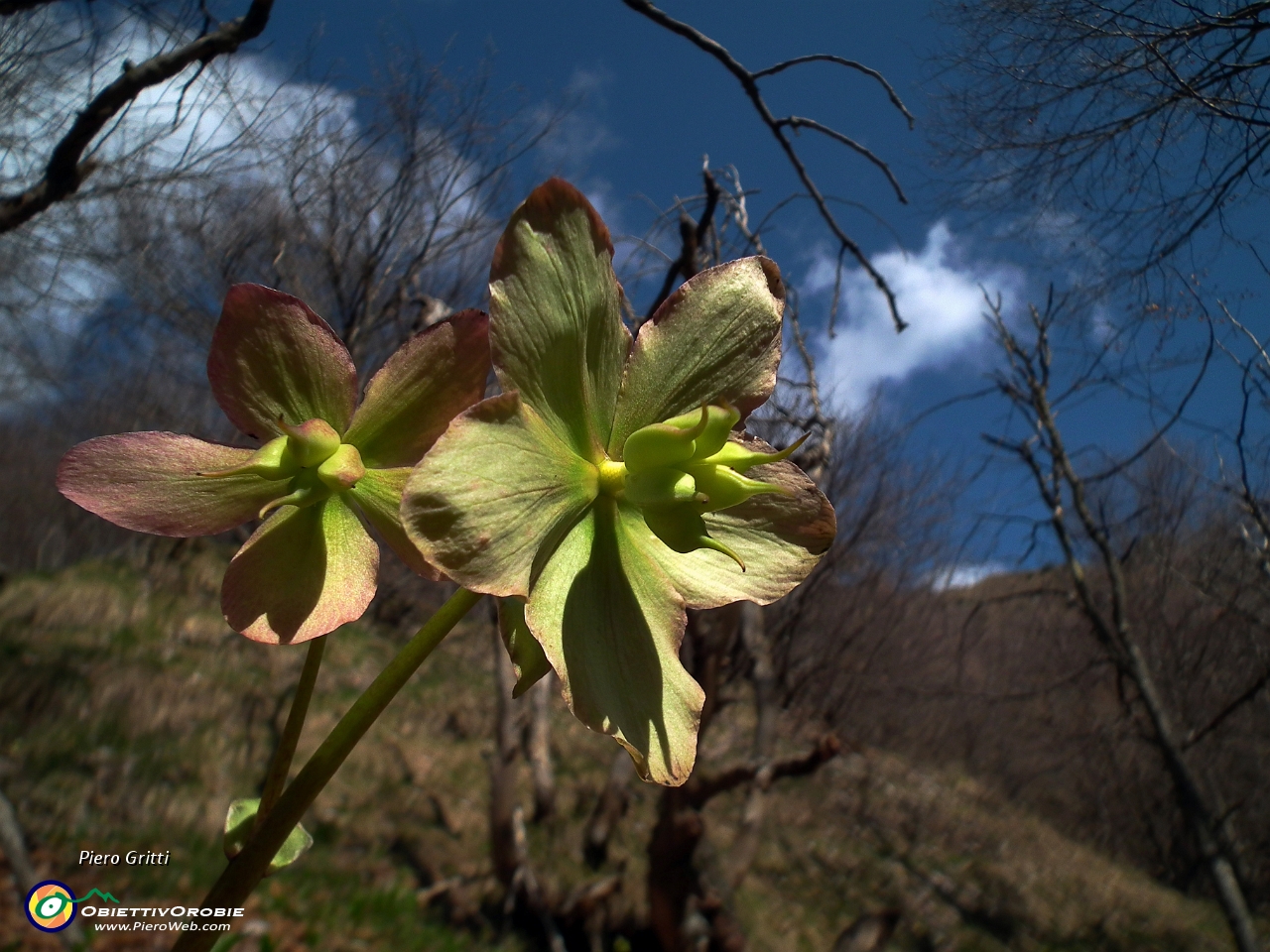 27 con tanti 'Helleborus viridis'....JPG